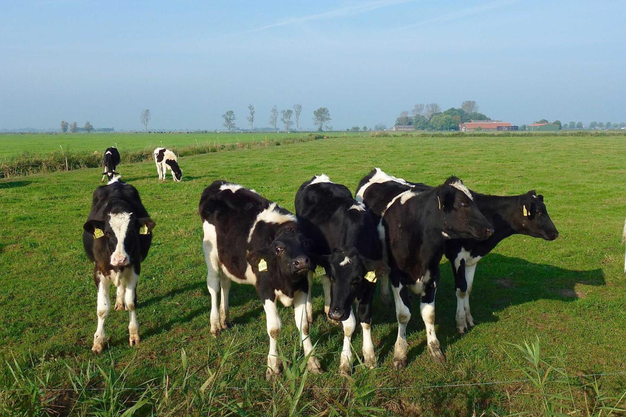 Ferienhof Van Vlyten_ 45006 Jemgum エクステリア 写真